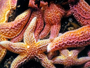 Group of starfishes