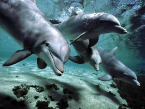 Four dolphins swimming together