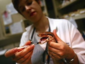 Snake in the veterinary