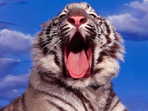 Yawn of a white tiger