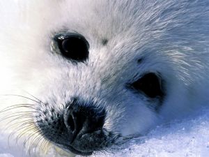 White Seal Pup