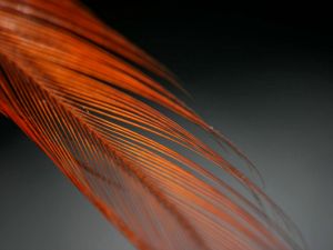 Orange feather