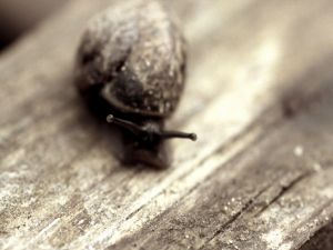 Snail over wood