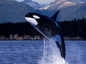 Spectacular jump of an orca
