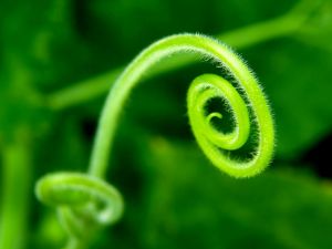 Green spiral plant