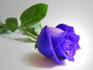 Rosebud purple colored