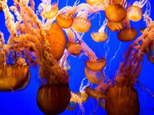 School of golden jellyfish