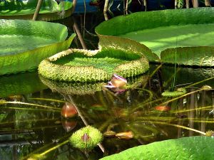 Giant Amazon Water Lily