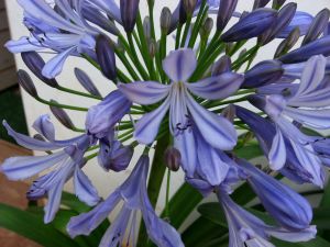 African lily blue colored