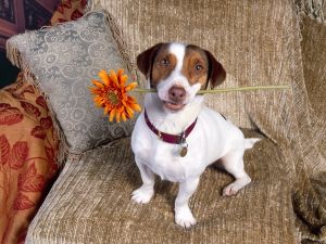Dog giving away a flower