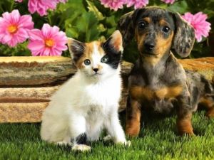 Kitten and puppy with blemished skin