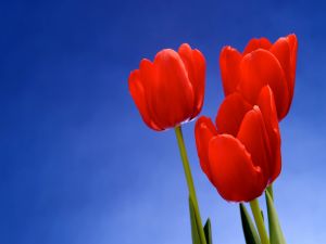 Three red tulips