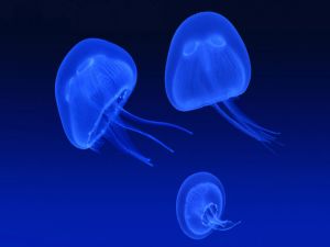 Jellyfish blue fluorescent colored