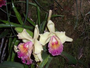 White and pink orchids (Orchidaceae)