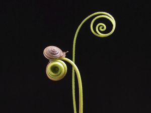 Snail in a curious spiral plant