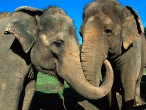 Pair of Asian elephants