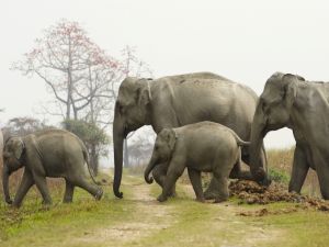 Asian Elephants in the wild