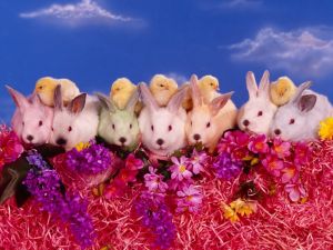 Rabbits, chicks and flowers