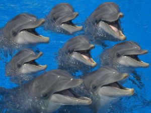 Group of dolphins in the water