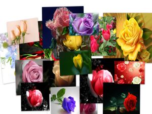 Collage of roses