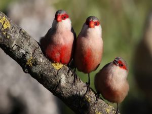 Three little birds on a branch