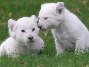White Lion Cubs