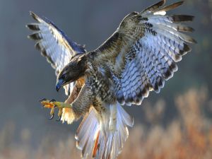 Hawk with claws ahead
