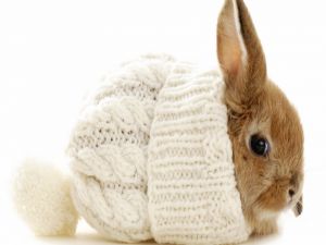 Dwarf rabbit with a wool cap