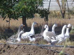 A group of geese