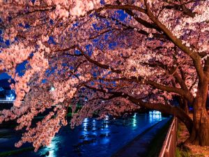 A cherry tree full of flowers