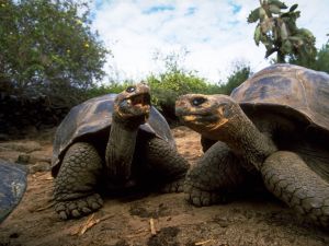 Large turtles