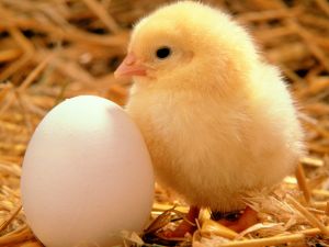 Chick and egg