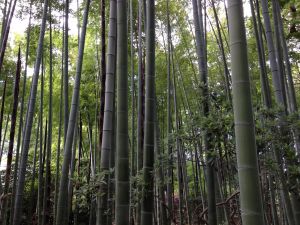 Bamboo field