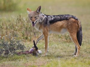 Black-backed jackal (Canis mesomelas)