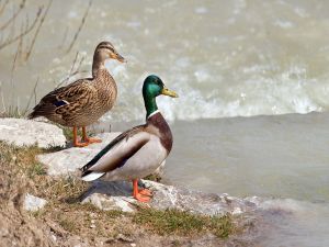 Two wild ducks