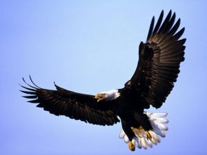 Eagle in the air