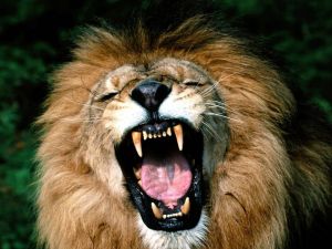 The lion's roar
