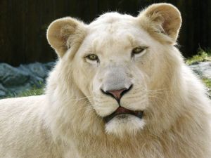 White lion