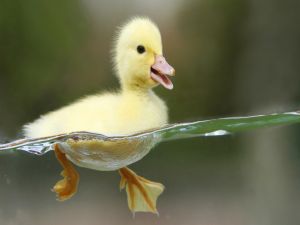 Duckling in the water