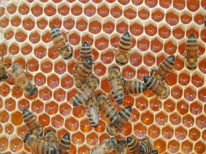 Bees making honey in the honeycomb
