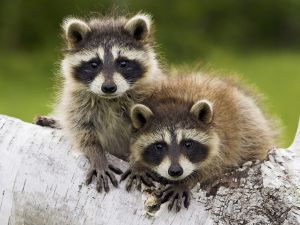 Two raccoons