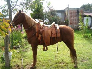Chestnut horse