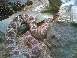 Mohave rattlesnake (Crotalus scutulatus)