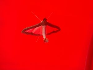 Transparent moth on red background