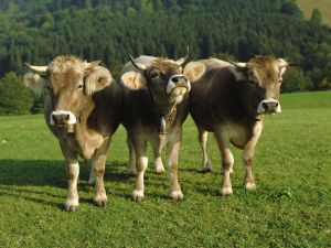 Cows with cowbells