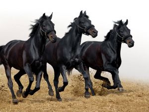 Trio of black horses