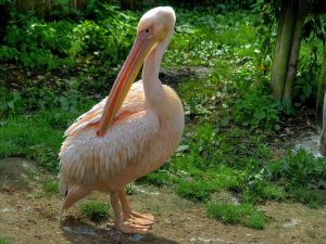 Pinkish pelican