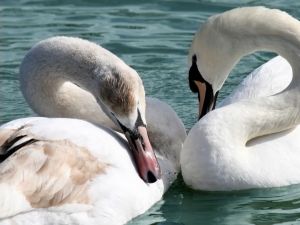Pair of white swans