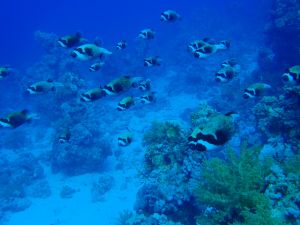 Group of masked fish