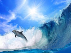 Dolphin jumping a wave